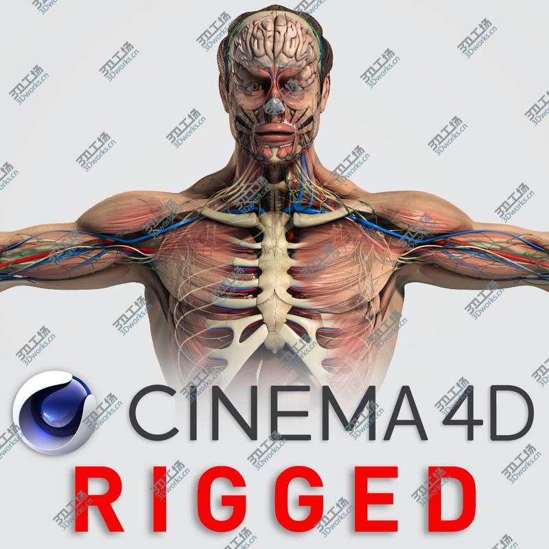 images/goods_img/20210113/C4D RIGGED Complete Male Anatomy PACK/2.jpg